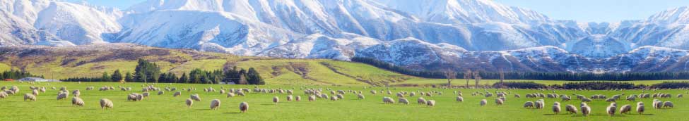 Leading importer of Quality New Zealand and Australian lamb, goat and mutton.